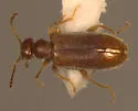 Sapintus fulvipes - photo 4