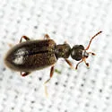 Sapintus fulvipes - photo 5
