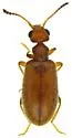 Sapintus hispidulus