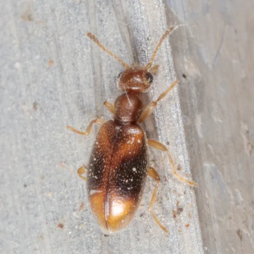 Sapintus lemniscatus - photo 2