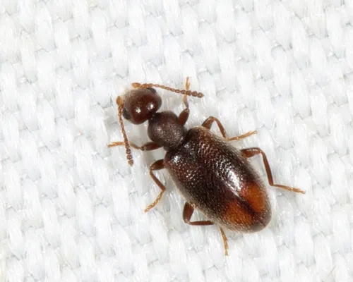 Sapintus lemniscatus - photo 3