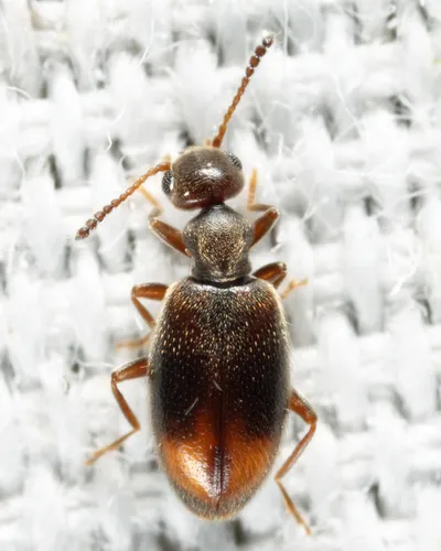 Sapintus lemniscatus - photo 4