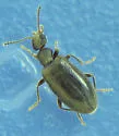 Sapintus pubescens