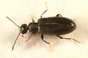 Sapintus pubescens - photo 2