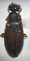 Sapintus pubescens - photo 3