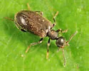 Sapintus pubescens - photo 4