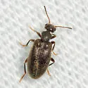 Sapintus pubescens - photo 5