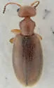 Sapintus pusillus