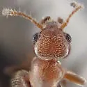 Sapintus pusillus - photo 2