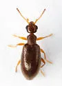 Sapintus similis