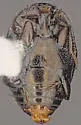 Saprinus acilinea
