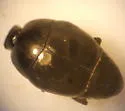 Saprinus acilinea - photo 2