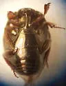 Saprinus acilinea - photo 4