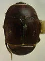 Saprinus ciliatus