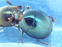 Saprinus coerulescens