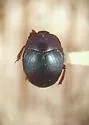 Saprinus coerulescens - photo 2