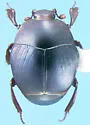 Saprinus coerulescens - photo 3