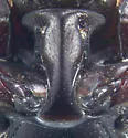 Saprinus coerulescens - photo 5