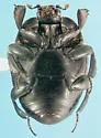 Saprinus discoidalis