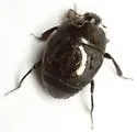 Saprinus discoidalis - photo 4