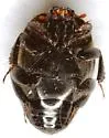 Saprinus discoidalis - photo 5