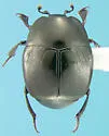 Saprinus distinguendus
