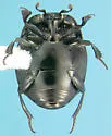 Saprinus distinguendus - photo 2