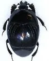 Saprinus felipae