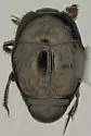 Saprinus fimbriatus