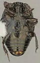 Saprinus fimbriatus - photo 2