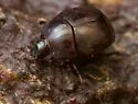 Saprinus fimbriatus - photo 4