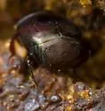 Saprinus fimbriatus - photo 5