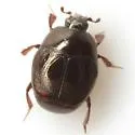 Saprinus ignotus