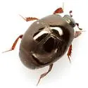 Saprinus ignotus - photo 3