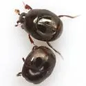 Saprinus ignotus - photo 4