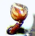 Saprinus lubricus - photo 5