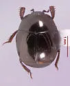 Saprinus orbicularis