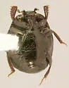 Saprinus orbicularis - photo 2