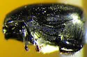 Saprinus oregonensis - photo 2