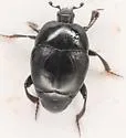 Saprinus oregonensis - photo 5