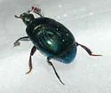 Saprinus pensylvanicus - Saprinus pensylvanicus