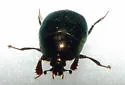 Saprinus pensylvanicus - photo 2