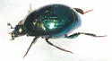 Saprinus pensylvanicus - photo 3
