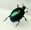 Saprinus pensylvanicus - photo 4