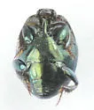 Saprinus profusus - photo 3