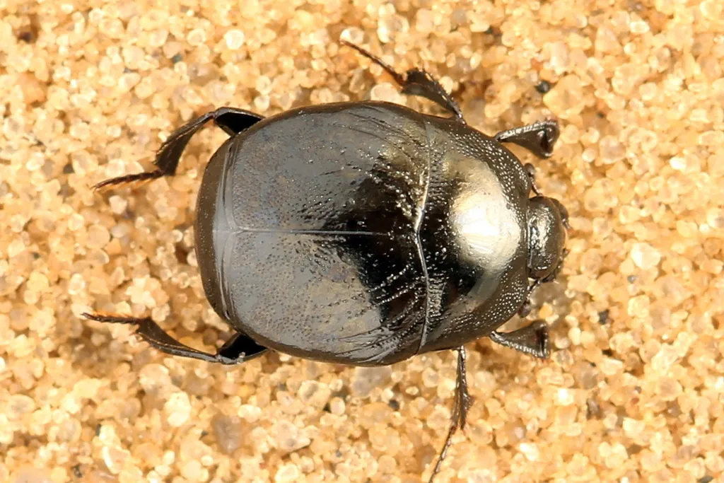 Saprinus semistriatus - photo 2
