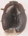 Saprinus vestitus