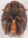 Saprinus vestitus - photo 2
