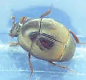 Saprinus vitiosus