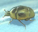 Saprinus vitiosus - photo 2